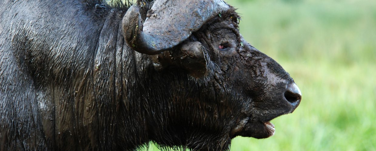 Aberdare-National-Park-Buffalo