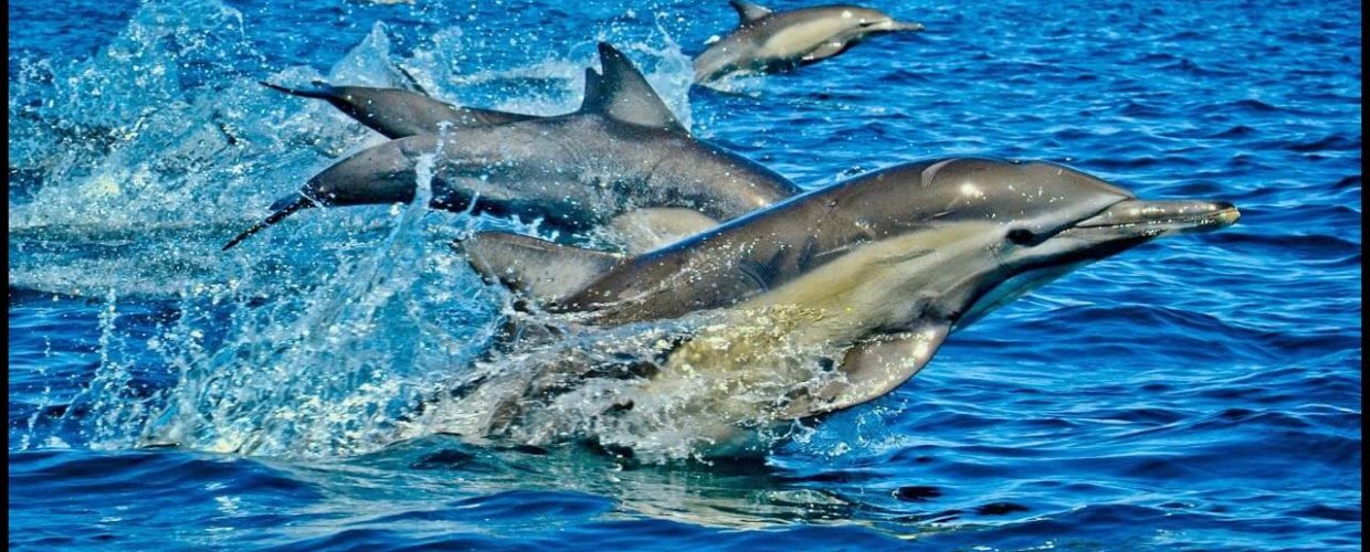 Kisite-Mpunguti-Marine-Park-Reserve