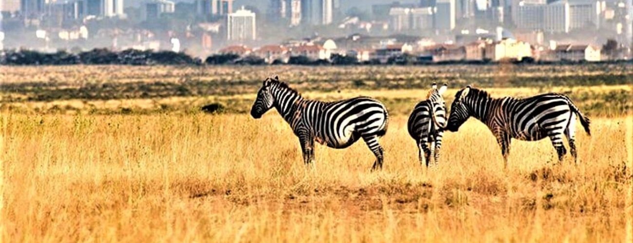 Nairobi-National-Park-Wildlife