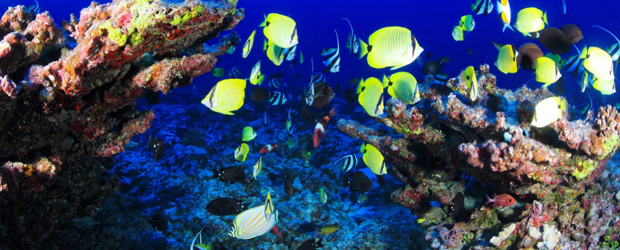 Watamu-Marine-National-Park