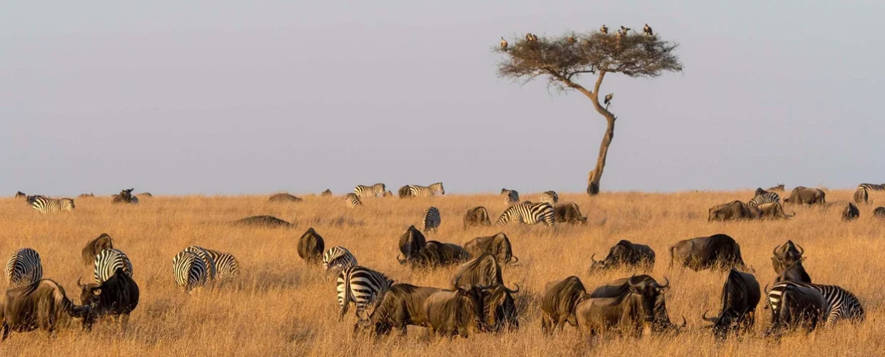 wildlife-in-masai-mara-kenya